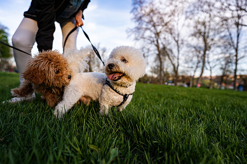 Bichon Frise and Apricot Poodle playing in park, dogs concept.