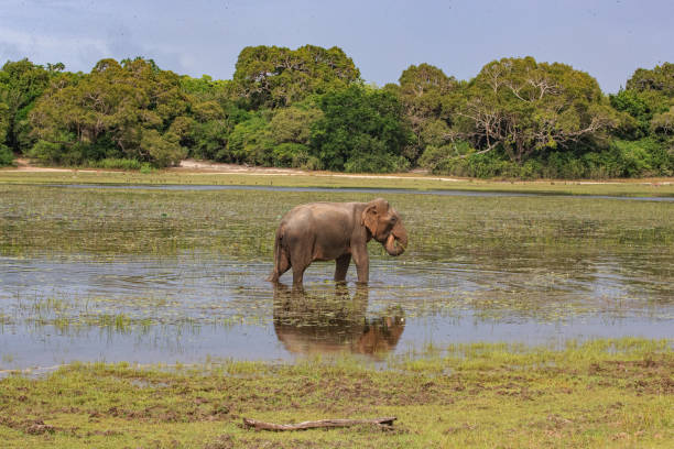 Safari in Wilpattu National Park, Sri Lanka stock photo