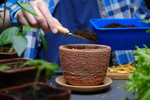 istock Person is using kitchen scraps as plant fertilizer 1391921016