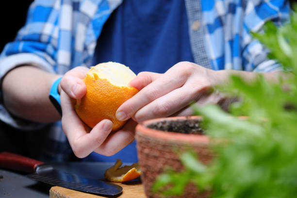 istock Person is using kitchen scraps as plant fertilizer 1391921060