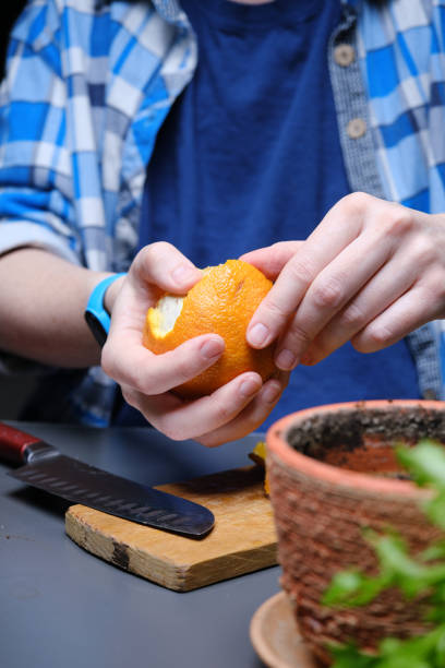 istock Person is using kitchen scraps as plant fertilizer 1391921101