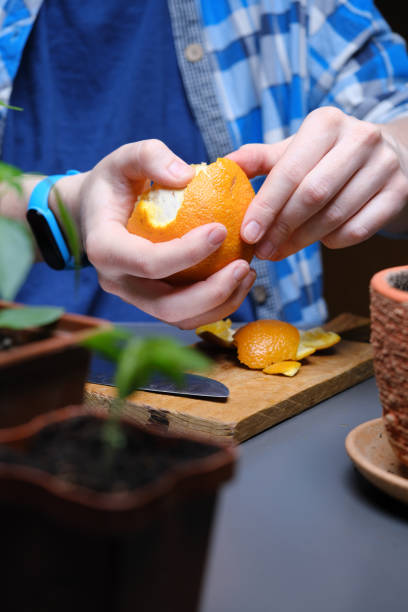 istock Person is using kitchen scraps as plant fertilizer 1391921157