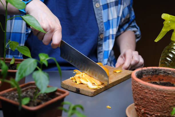 istock Person is using kitchen scraps as plant fertilizer 1391921396