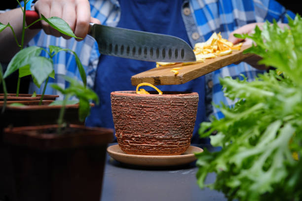istock Person is using kitchen scraps as plant fertilizer 1391921446