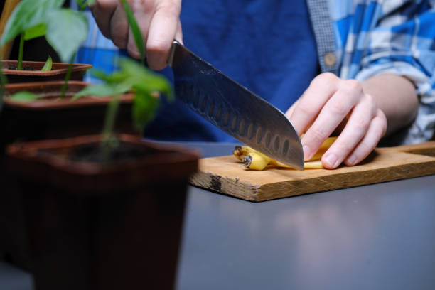 istock Person is using kitchen scraps as plant fertilizer 1391922015