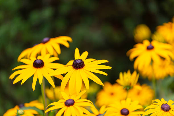 istock Yellow rudbeckia flowers in full bloom 1391923272