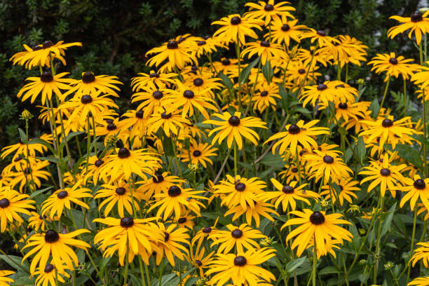 istock Yellow rudbeckia flowers in full bloom 1391923294