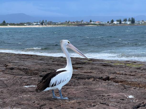 istock Majestic Pelican 1391923326