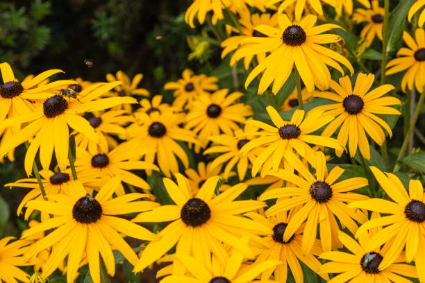 istock Yellow rudbeckia flowers in full bloom 1391923372