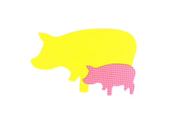 Pig who is represented on a white background