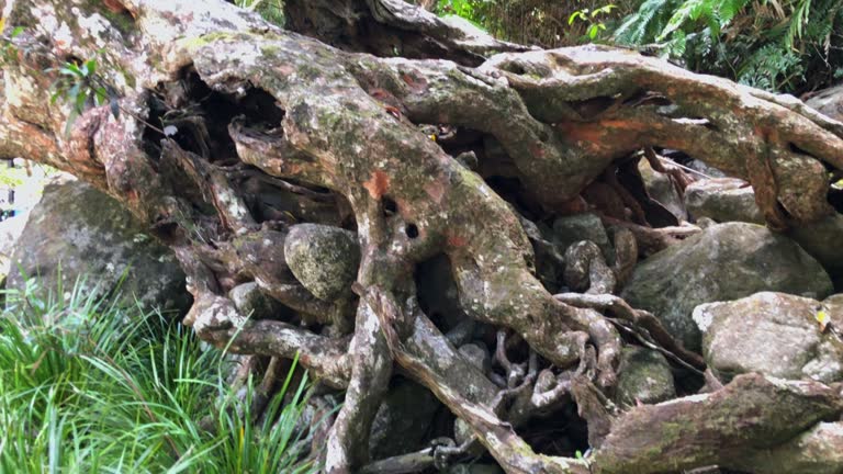 Spooky, twisted tree roots entangled around rocks in the rainforest