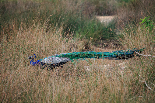 Safari in Wilpattu National Park, Sri Lanka