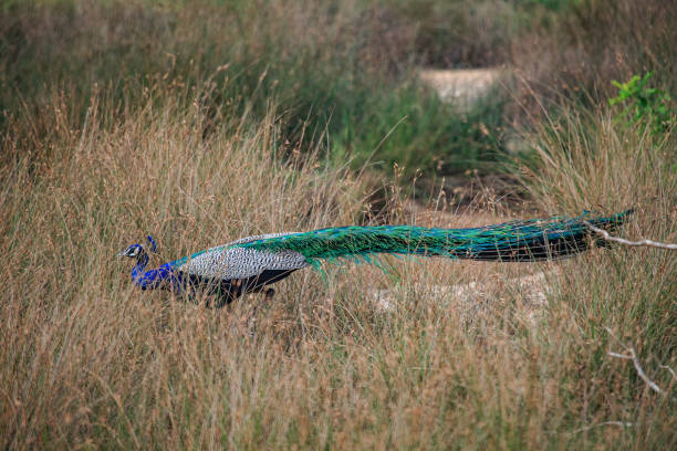 Safari in Wilpattu National Park, Sri Lanka stock photo