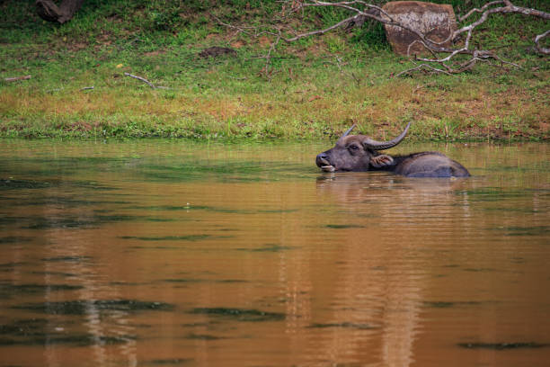 Safari in Wilpattu National Park, Sri Lanka stock photo