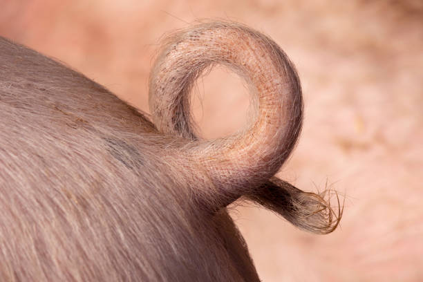 Natural curly pigtail close up Natural curly hairly pigtail close up Pigtails stock pictures, royalty-free photos & images