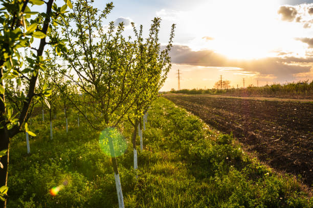 Young apple orchard. Agricultural concept, countryside apple orchard