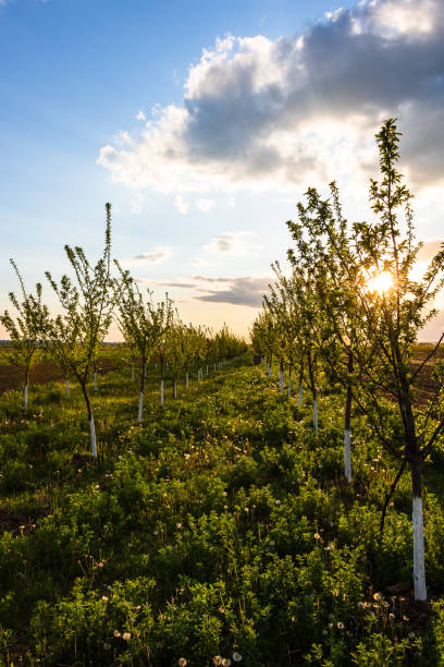 istock Young apple orchard. Agricultural concept, countryside apple orchard 1391928128