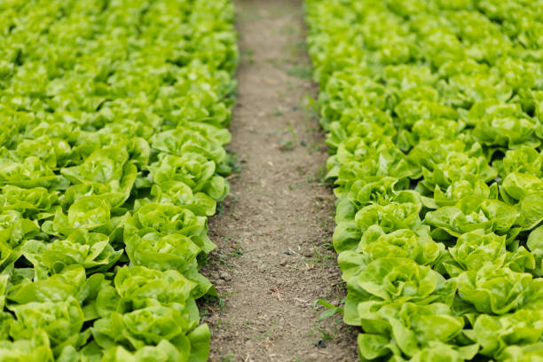 Full frame of fresh lettuce growing in a greenhouse.