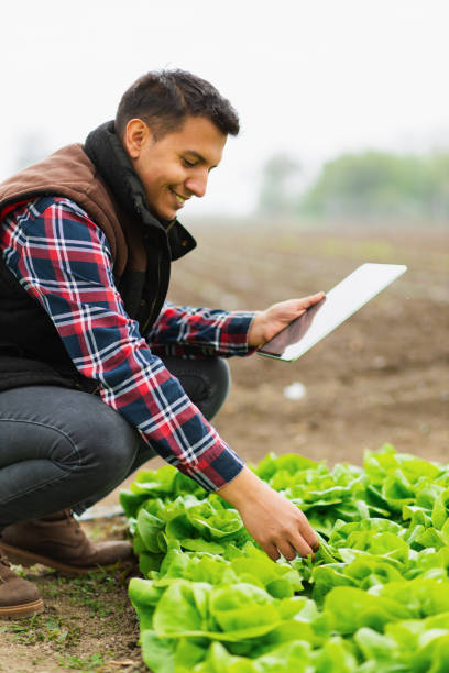 istock Young farmer inspecting lettuce in a farm field using an iPad 1391928445
