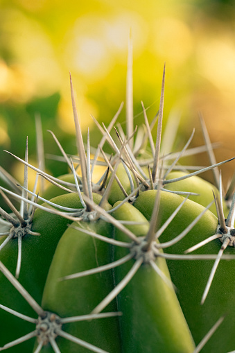 Cactus with sharp spike in macro shot. Warm sunlight and desert feeling. Hot area of tree. Nice beautiful background and wallpaper.
