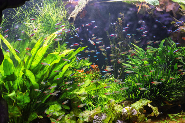 istock Many small fish in an aquarium. 1391930777