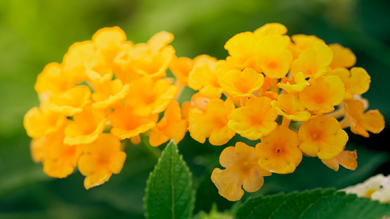 Lantana Camara flower with orange color in tropical area. Thailand garden with fresh feeling air. Cloth of gold flower.