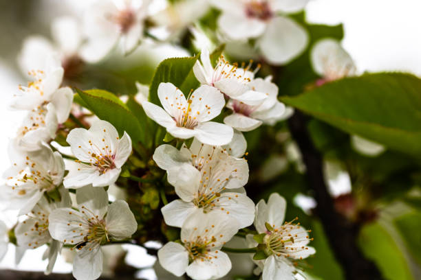 istock Spring flowering trees with white flowers in the garden. Spring background and blossom tree 1391931384