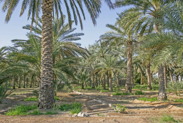 istock Date Plantation in Dhaid in the UAE 1391933473