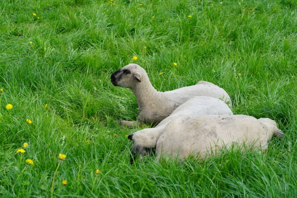 tres ovejas en la hierba en primavera, suiza - sheeps through time fotografías e imágenes de stock