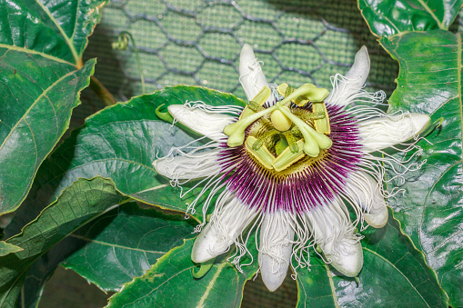 Passion fruit (Passiflora edulis) flower, South Africa, Africa