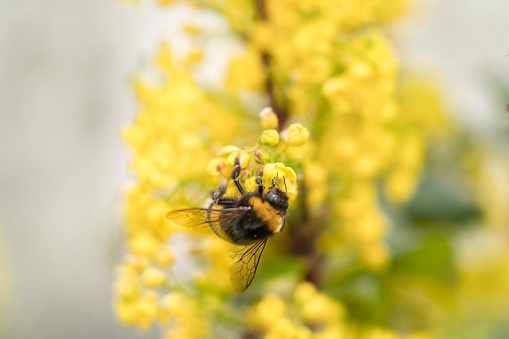 One bumblebee on Mahonia aquifolium or Oregon grape blossom collects pollen.
