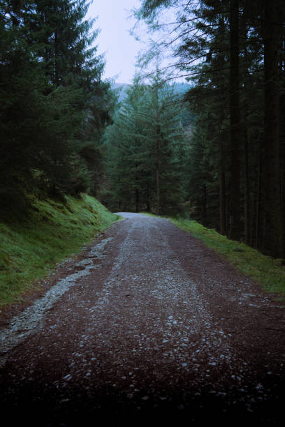 istock Woodland trail 1391941873