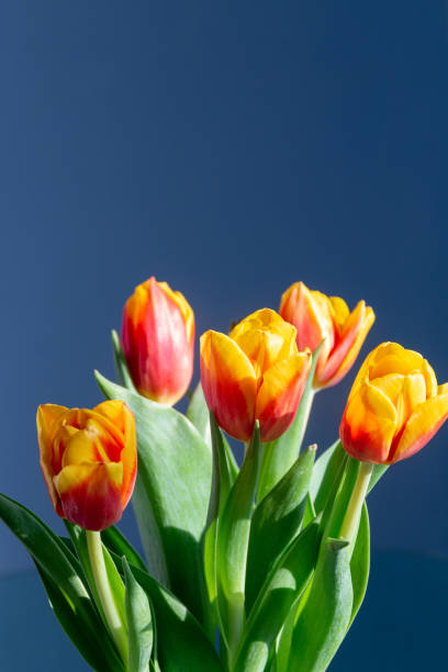 istock Tulip against blue background 1391941960