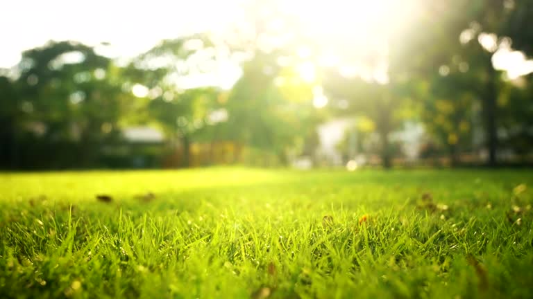 Close up fresh grass in well maintained large garden seen in early summer in sunset, showing the distant sun about to set.