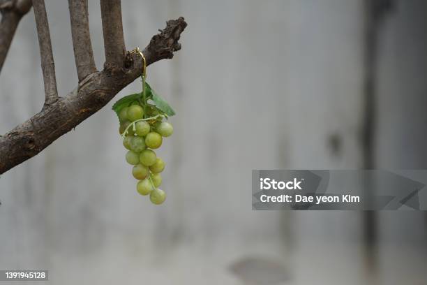 Object Grape Alleyway Yongsangu Seoul Stock Photo - Download Image Now - Autumn, Berry, Blue