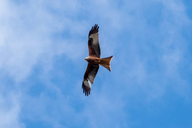 istock Falcon Flying with spread wings in blue sky 1391945452