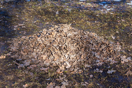 A pile of dry last year's fallen leaves on the ground in the park