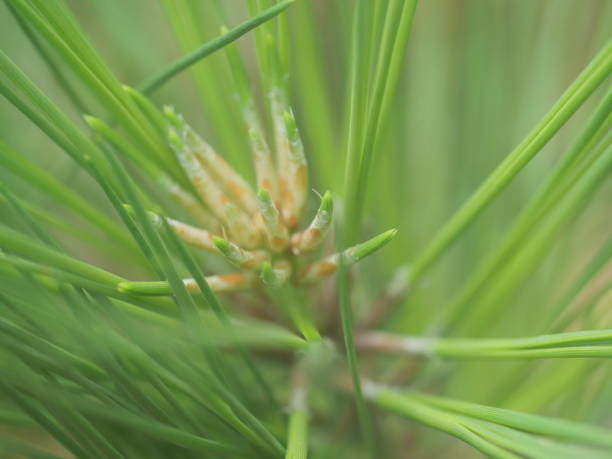 istock Macro, green needle pine, background photo 1391945485