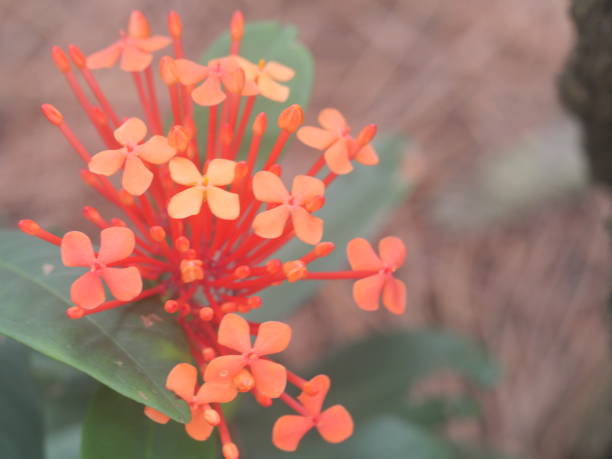 istock close-up, red ixora coccinea flower 1391945498