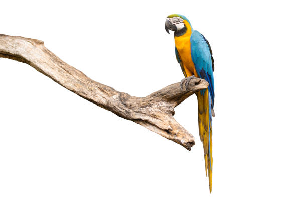 Bird Blue-and-yellow macaw standing on branches clipping path isolate white background. stock photo