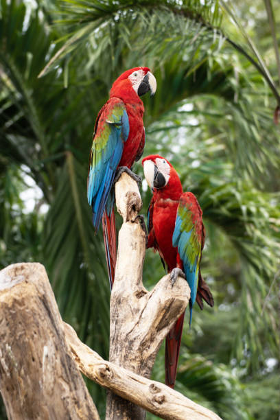 istock animal bird Red Macaw on branch tree 1391946048