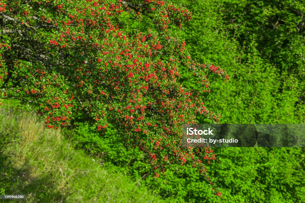 Red berries of a hawthorn bush Close-up Stock Photo
