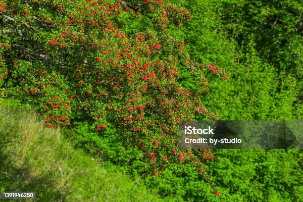 Red Berries Of A Hawthorn Bush Stock Photo - Download Image Now - Close-up, Color Image, Germany