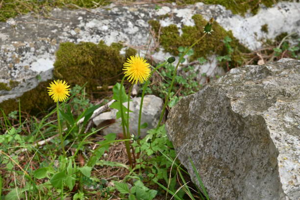 istock Spring meadow flower along the Istrian coast 1391946359