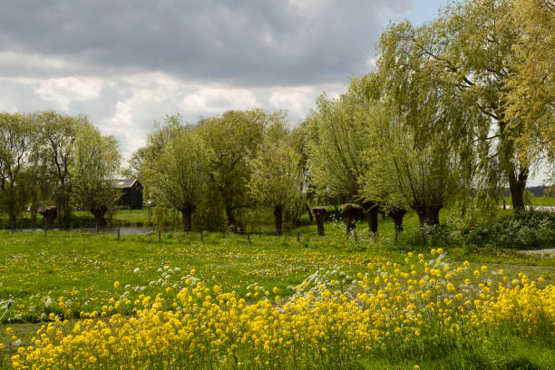Flowering rapeseed and dandelions in the meadow in springtime in the Netherlands.