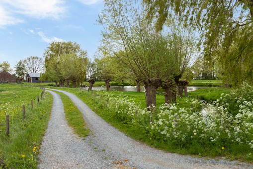 Narrow country road with pollard willows along the way and flowering spring plants near the Dutch village Baarn.