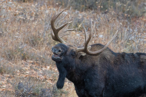 Bull moose reaction after smelling a cow moose in rutting season Bull moose reaction after smelling a cow moose in rutting season near Jackson Hole, Wyoming and Grand Teton National Park in western United States of America (USA). bucktooth stock pictures, royalty-free photos & images