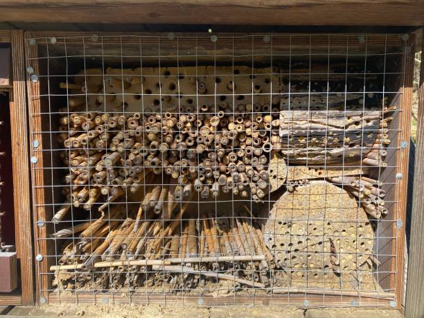 istock An insect and bee hotel for environment conservation 1391947568