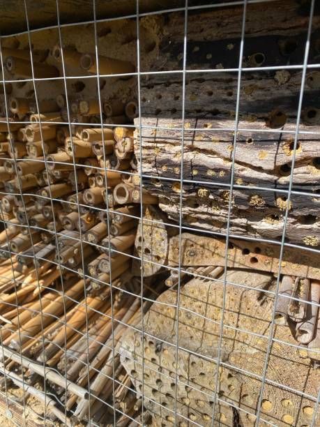 istock An insect and bee hotel for environment conservation 1391947617
