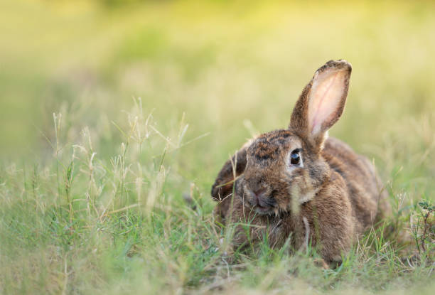 istock Adorable easter rabbit sitting on the grass looking around at meadow with nature bokeh background under sunlight. Lovely action of bunny rabbit. Summer landscape 1391951150